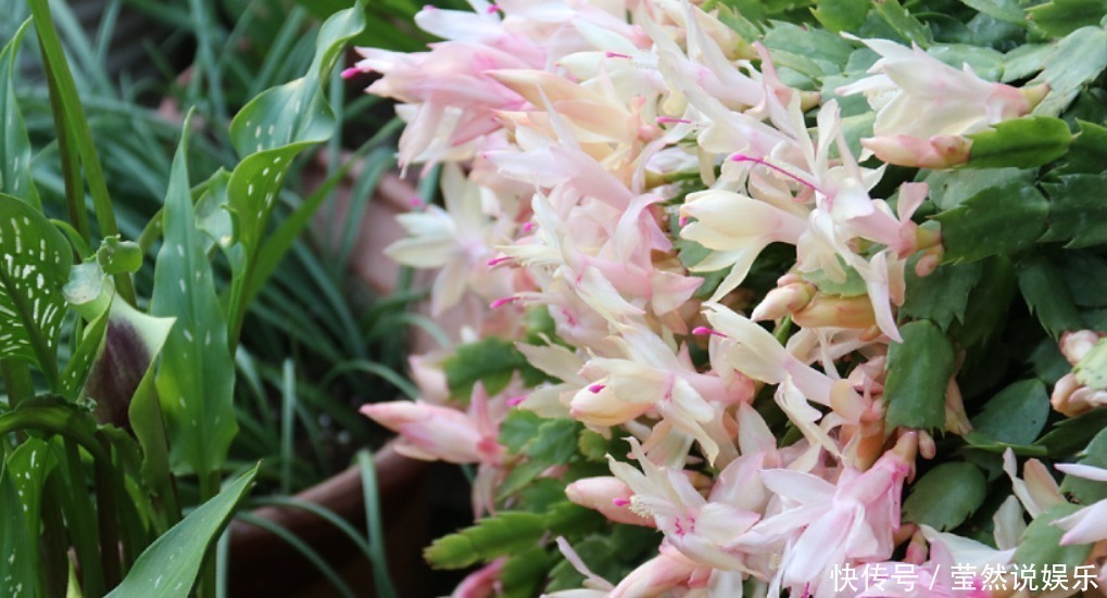 养蟹爪兰摆放“有讲究”,放到3个位置,花量小,容易落花!