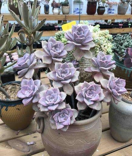 盘点10种“容易度夏”多肉,南北方花友,随便选、随便养