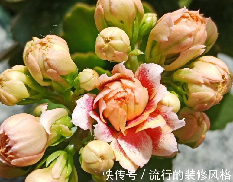 入秋后养长寿花，浇水没浇好，从根烂到茎