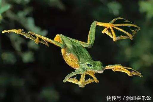 不会飞的动物也想“飞”那些向往飞行的动物学会的第一个“技能”