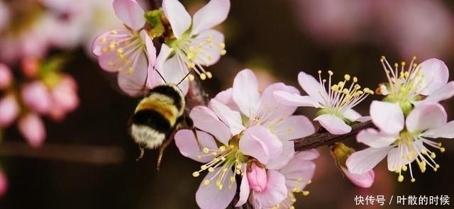 芳菲四月，繁花依旧