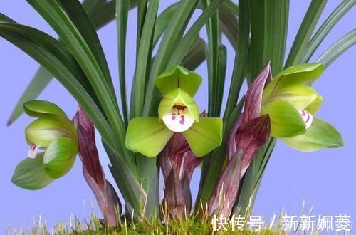 冬不湿|要想兰花养得好,这5步少不了,根正苗红就是这么养出来的