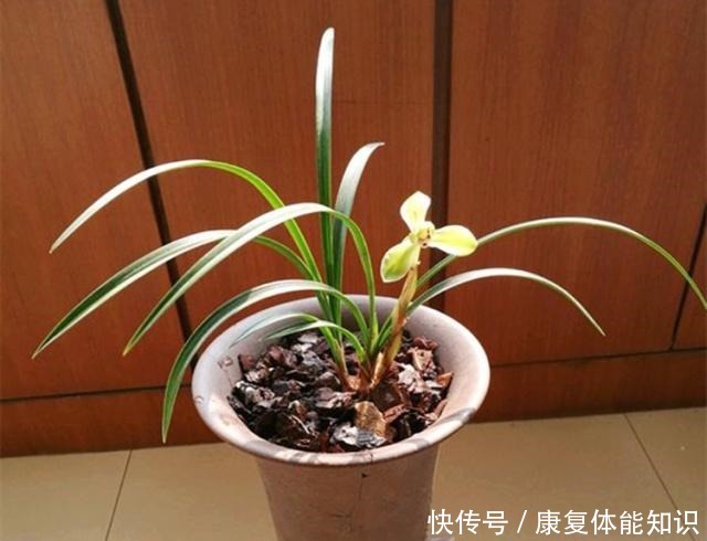 给兰花浇水,学会观“局势”,才能避免出错,不然容易死翘翘!