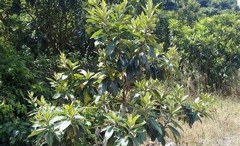 枇杷|养花不如养树,这几款很适合当观赏盆景摆放在阳台上