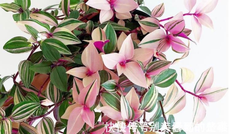 盆栽|最受欢迎的5种吊兰,一个比一个好看,皮实好养,适合阳台盆栽