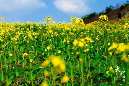 看，这漫山遍野的油菜花开了！