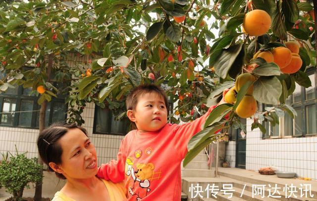 罗汉松|6种“吉祥树”，有地方建议种一棵，能吃能观赏，旺财镇宅样样行