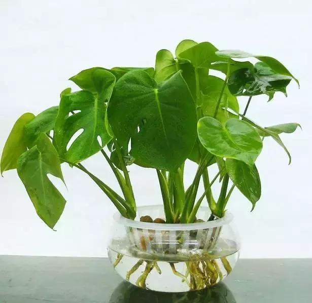 豆瓣绿|4种花别再种土里了，丢水里更好养，还更漂亮！