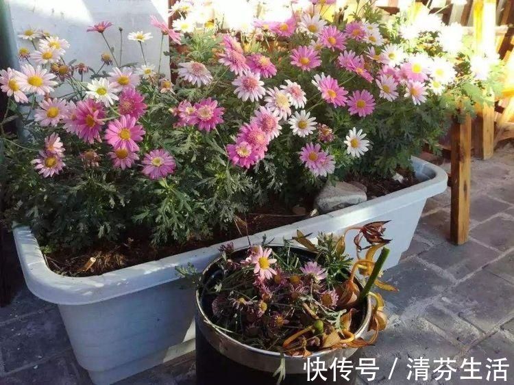 生长期|这6种花,要经常“摘心”,分枝多开花多,株形更丰满