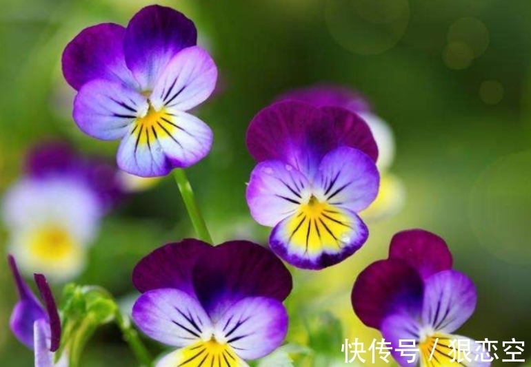 六倍利|谁见了都喜欢的4种花,好养又漂亮,开起花来拦不住,美不胜收