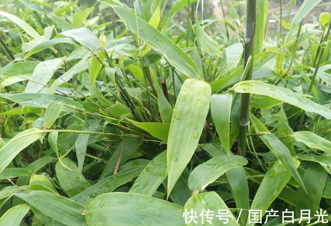 竹叶|没有不可能,只有你想不到,夏天也可以拿来煮水当茶喝,利尿去火