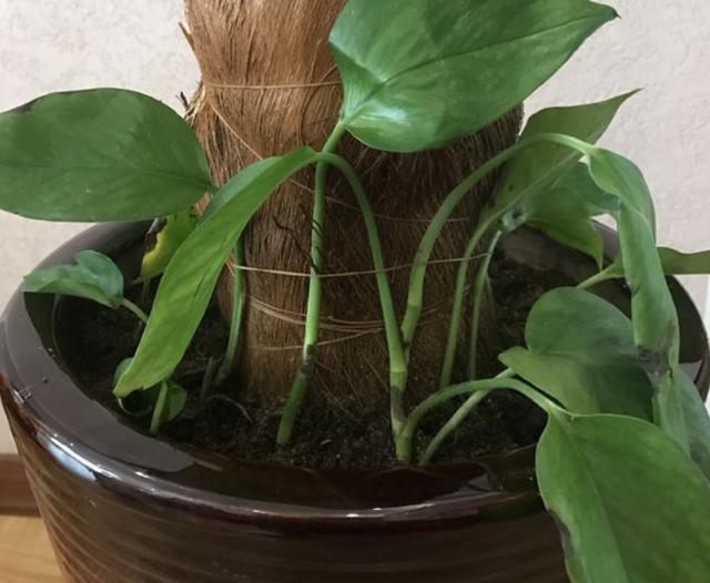 学会在夏天养绿萝,叶片长到“巴掌大”,冒出“小气根”,美!