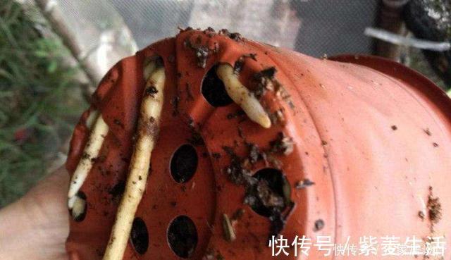 花盆|花市看到这样的“花”,再喜欢也不要买,养不久,白花钱