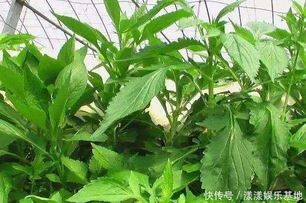 城里人|這野草聞起來臭烘烘,作用多味道爽口,城里人愛不釋手