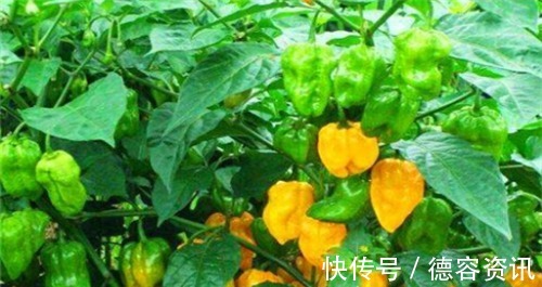 香蕉|人到中年,坚持常吃4种食物,降压减脂,养护血管,抗衰老