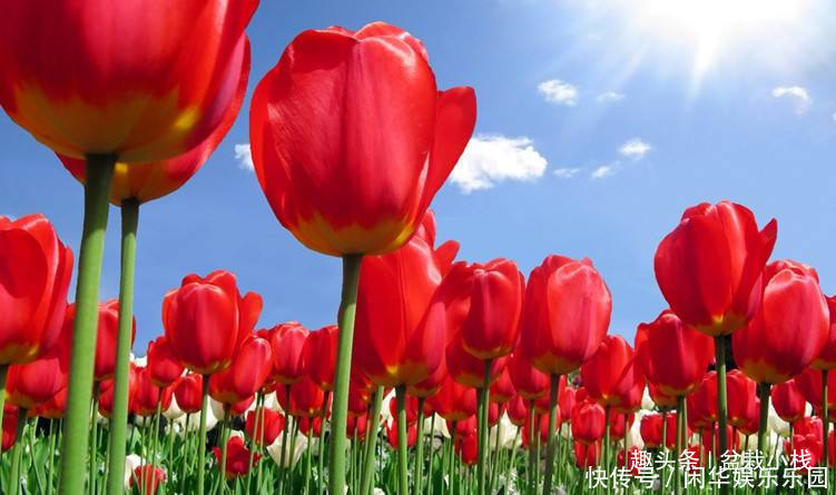 1种花,就只有一个花骨朵,但比玫瑰还惊艳!你认识吗