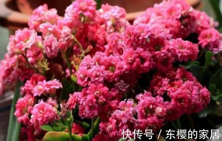 10月推荐你养3种花,颜值高价格便宜,不到10块就能买一盆