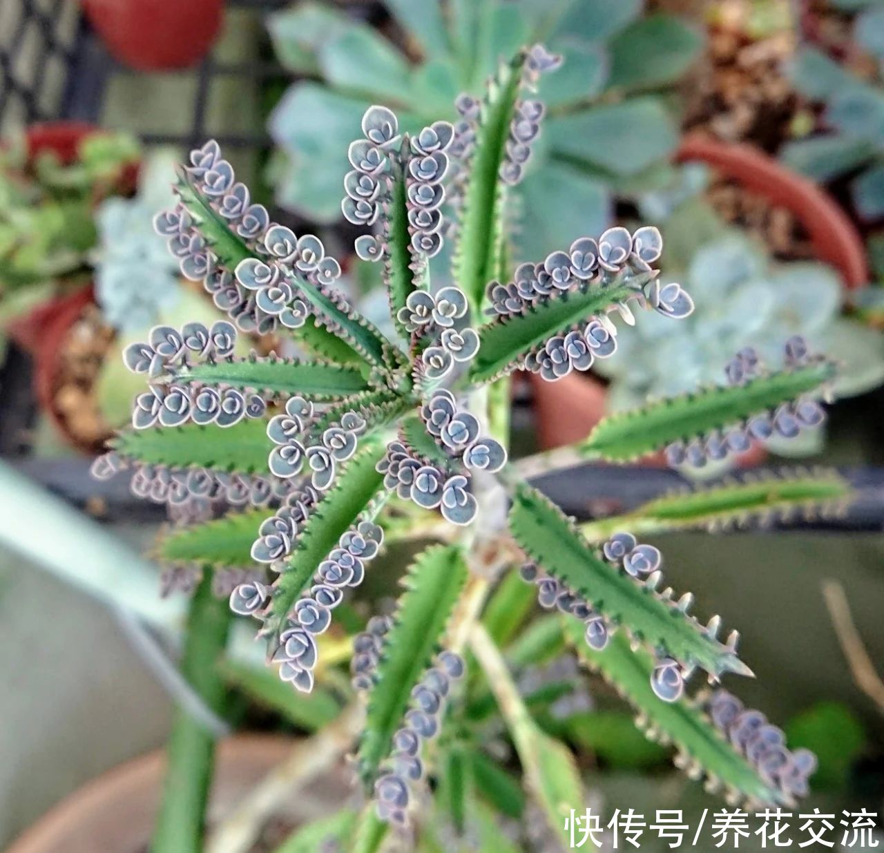 品种|不死鸟多肉夏天随便养不会挂,品种很多,冬春开花就特好看