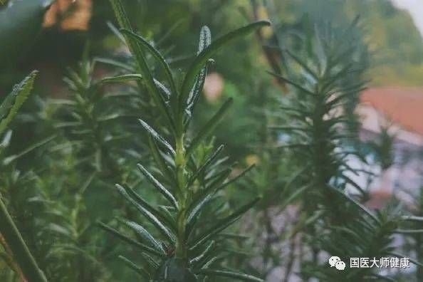 蚊子最讨厌4种“花”，家里养上一盆，蚊子不敢进门