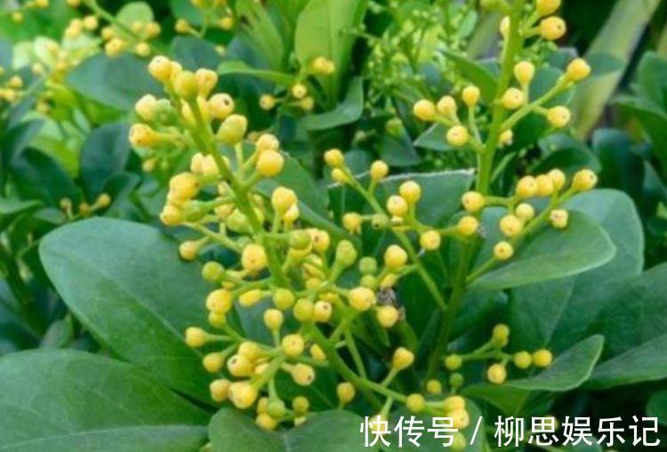 土壤|4种花卉，开花喜庆又好养，适合新手养，满屋飘香