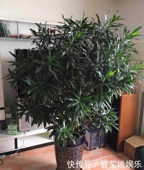 想要“百合竹”更加油绿,还爆盆,“3个要素”需到位,缺一不可