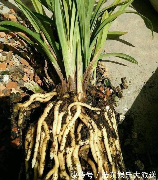 结积水|盆土板结积水怎么办3个“步骤”就解决，盆土疏松肥沃，根系旺