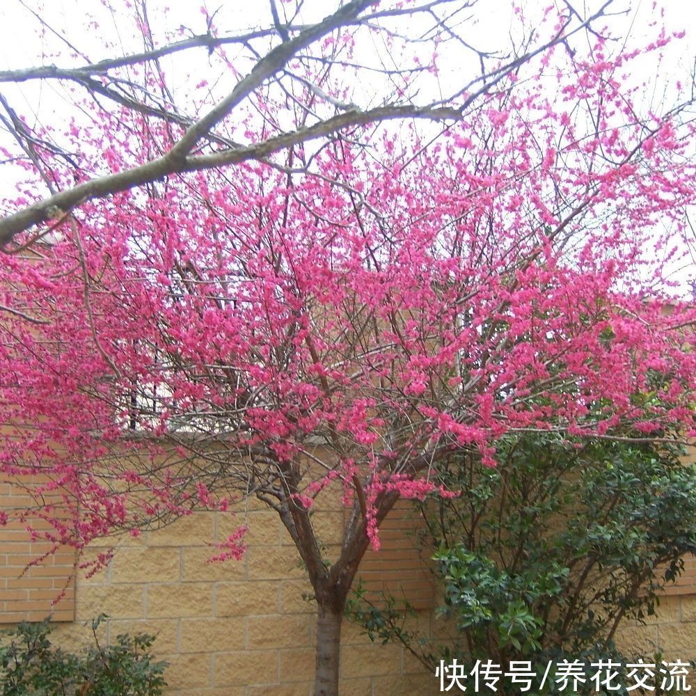 寒冷的冬春时节灿烂开花的8种观赏花卉,可露养在户外,打理简单