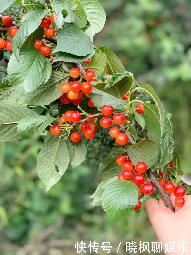 茶山竹海归园田居，当代人最大梦想，这个村子能帮你轻易实现！