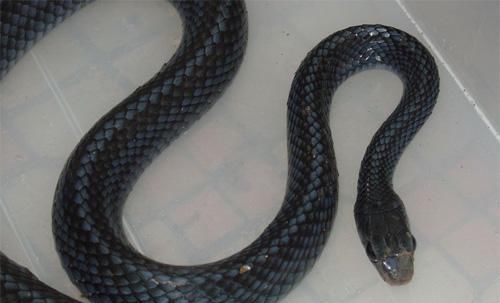 在村里面应该会比较常遇到这几种蛇后三种有毒 快资讯