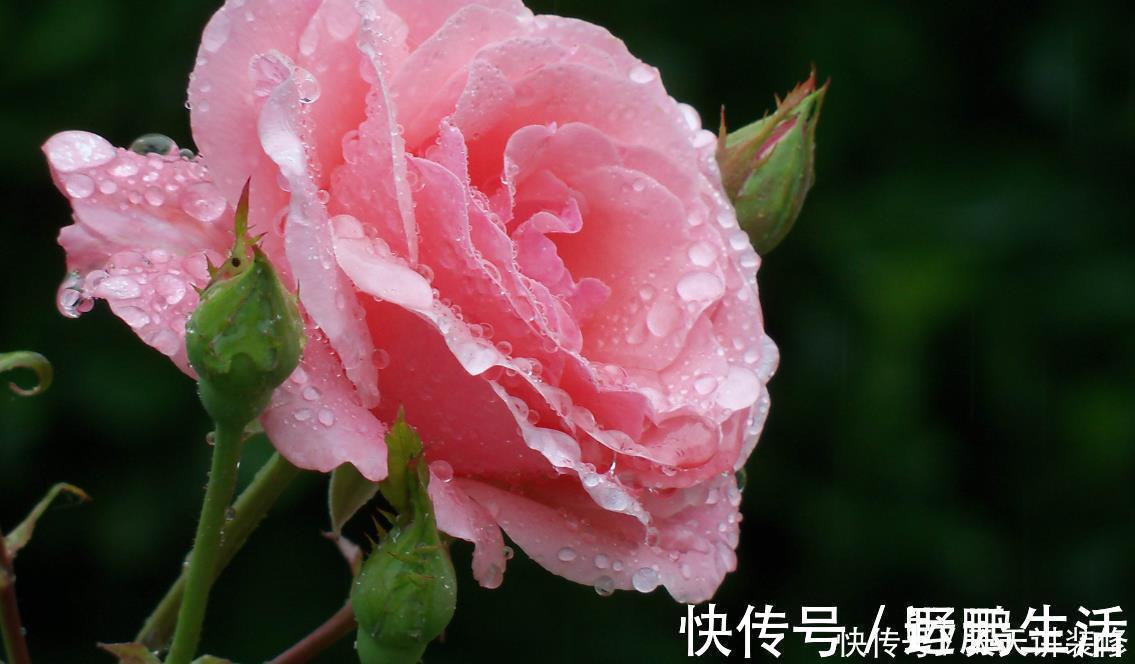 名花|中国传统十大名花你知道多少？各有千秋，看过后就像拥有！