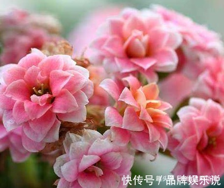 冬季居家就适合养这三种花，越是寒冷越能爆满盆，冬季有一抹春色