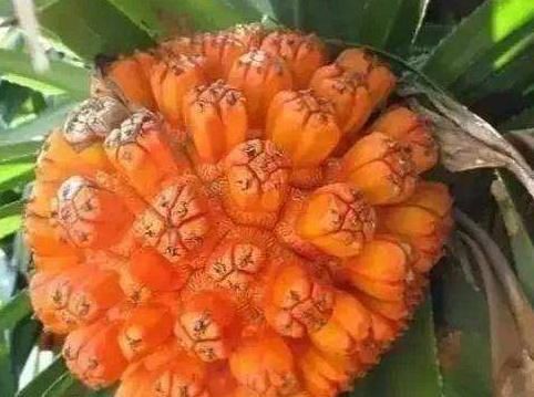 名字带“龙”字的水果，各个霸气，你吃过几种吃过三种就算牛