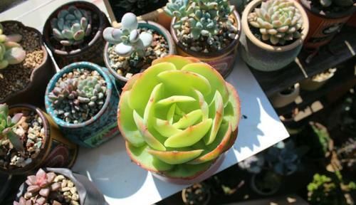 养多肉碧桃，了解掌握几个要点，养出果冻色，形状像鸡蛋