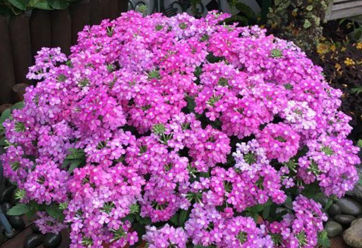 4种花号称花界劳模,花色繁多易爆盆,娇艳欲滴