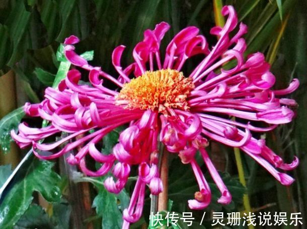 秋天养菊花，就养盆“名贵菊花”，花开“慈育万物”，红艳似火！