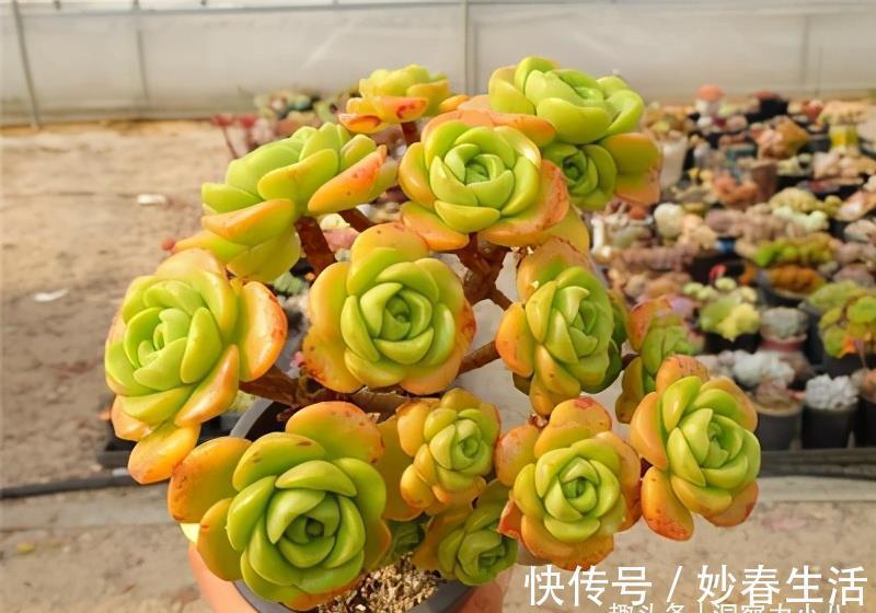 这“三多肉”入冬就开挂,叶片自带“香气”,遇水疯长憋成小老桩