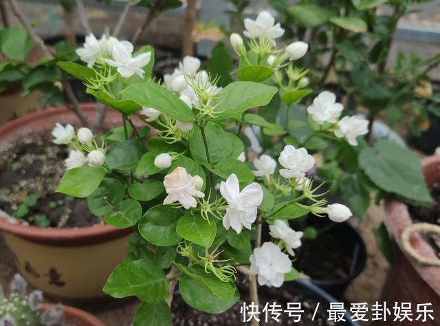 3种“养人花”，能吃能观赏，好养又漂亮，还能净化空气，喜欢