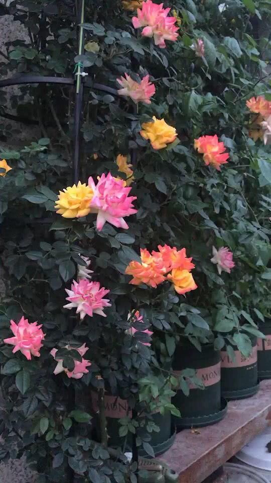月季开了满盆花，没想到第二天全体变色原来名叫藤彩虹