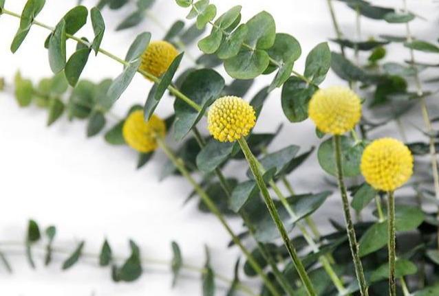 喜欢养花,不如养盆洛神花,开花爆盆很简单,花还美丽