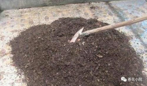 养花|花盆里容易招小虫子,用2种简单的方法,对土壤进行消毒