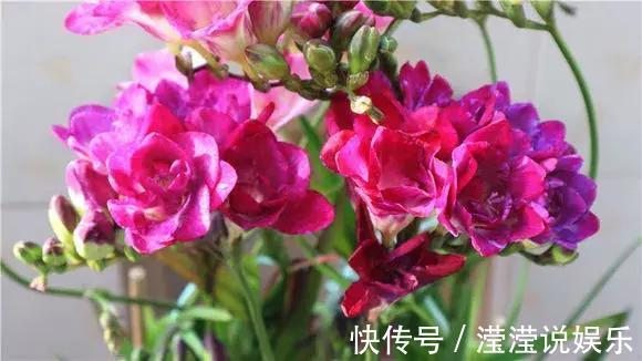 还在养绿萝家里养盆“香香花”,好看好闻,清香四溢精神好!