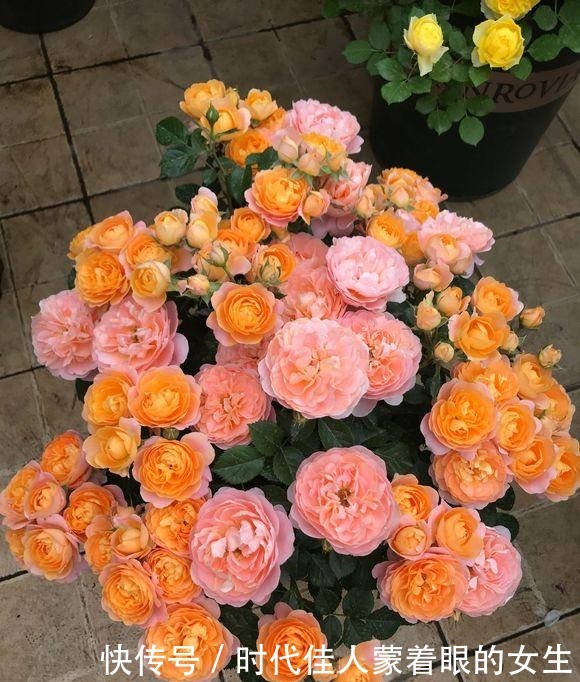 浇水前做个“小动作”，养花从来不烂根，个个猛开花，刹不住闸