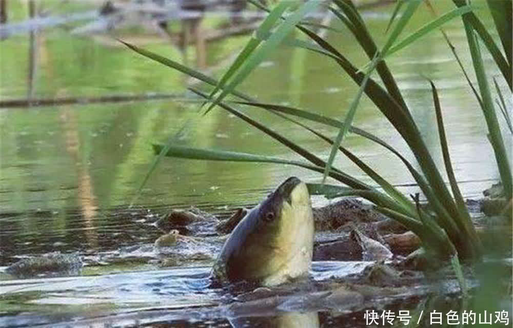 草鱼喜暖怕寒,适合夏季垂钓,钓草鱼讲究时段,不同时段不同技巧