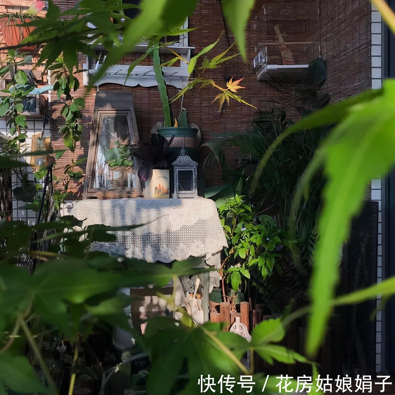 扶芳藤|把阳台打造成自己喜欢的小花房,需要从这些方面去做,就能拥有它