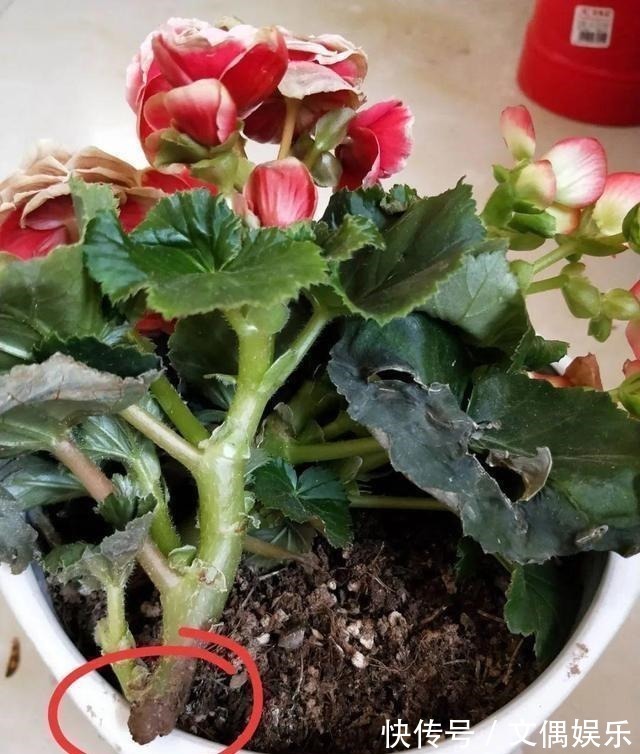 被称为“夏必死”的8种花,我却喜欢买一些,因为能“省”不少钱