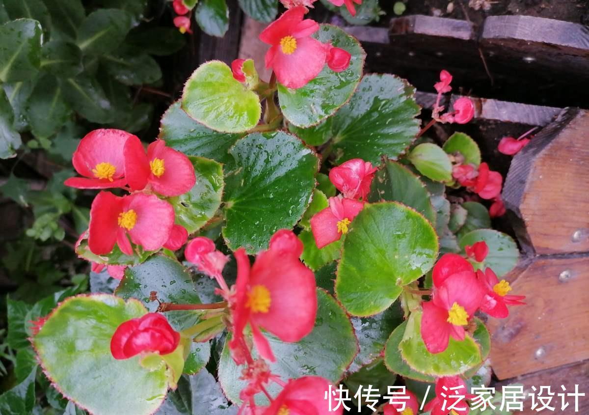 扶桑花|6种“劳模花”，四季花不断，家里养一盆，开花300天