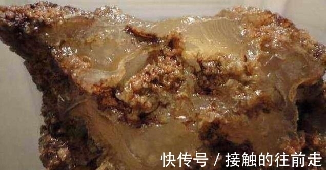 肉灵芝！秦始皇到死都没找到它，竟让一位农民无意间捡到，价值不可估量！