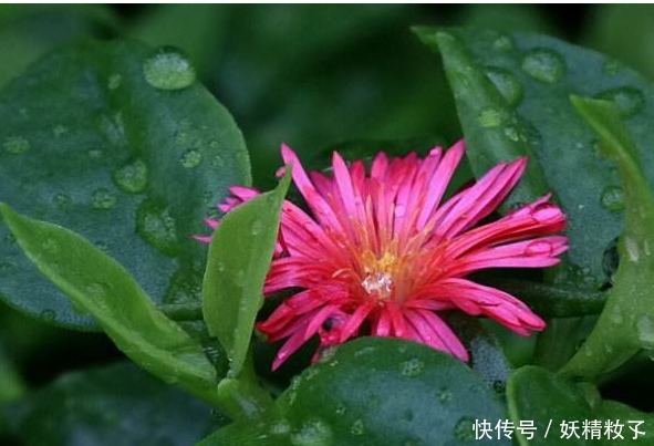 紫红色|此花紫红色的花色妖艳美丽，即可观花也可观叶，象征着独特的魅力