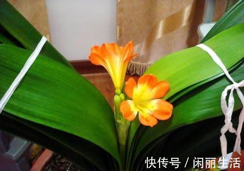 君子兰风信子夹箭不开花,简单1招,把花拽出来!