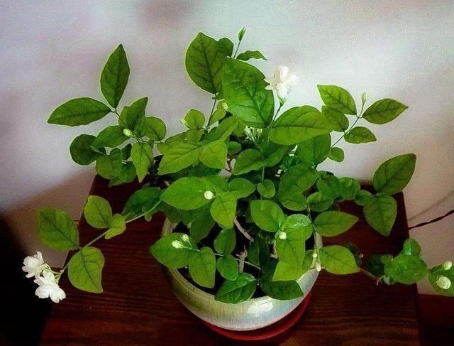 夏季养茉莉最合适，刚回家这样处理，不枯萎花量翻倍